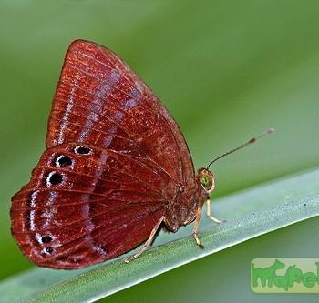 Abisara saturata