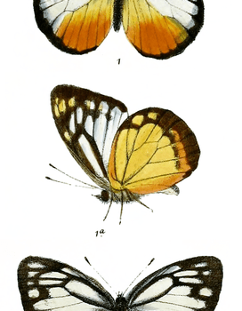 Cepora judith