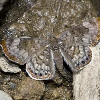 Apodemia hypoglauca