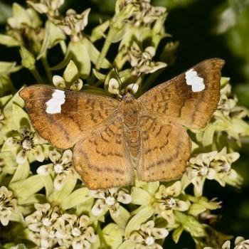 Emesis saturata