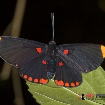 Melanis pixe