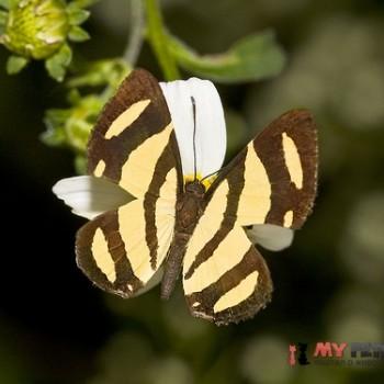 Baeotis zonata