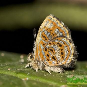 Sarota myrtea