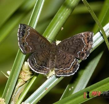 Calephelis velutina