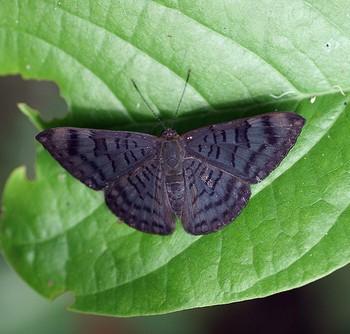 Emesis spreta