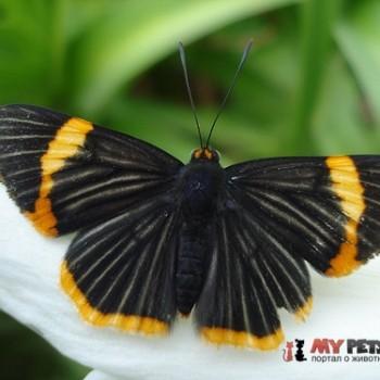 Riodina lycisca
