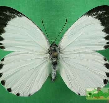 Appias phaola