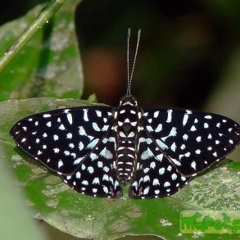 Napaea beltiana