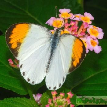 colotis eucharis