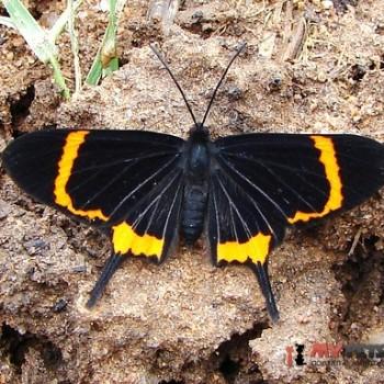 Barbicornis basilis