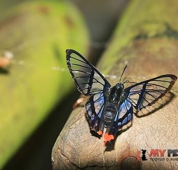 Chorinea batesii