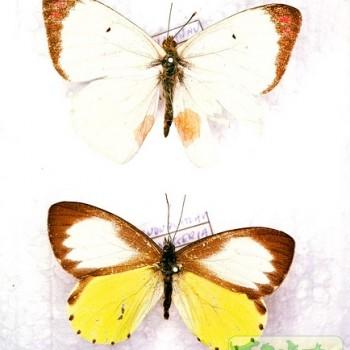 colotis elgonensis