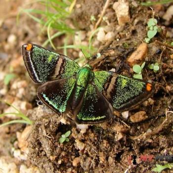 Caria plutargus
