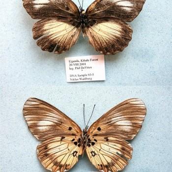 Mesoxantha ethosea