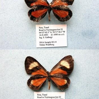 Cartea vitula