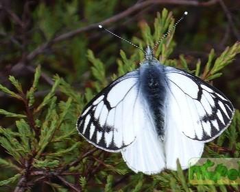 Tatochila xanthodice