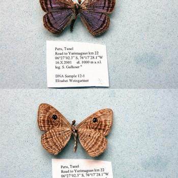 Mesosemia coelestis