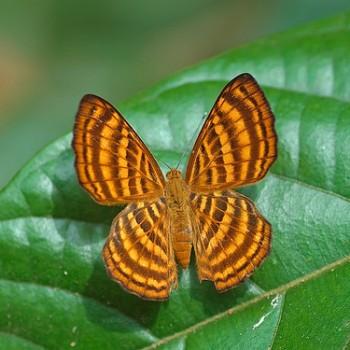 Zemeros emesoides