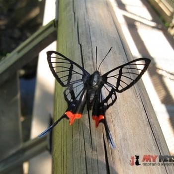 Chorinea heliconides