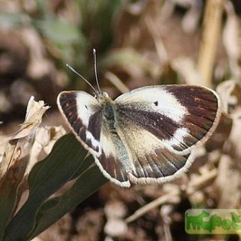 colotis pallene