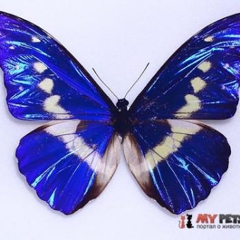 morpho helena