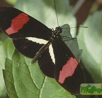 Pereute swainsonii
