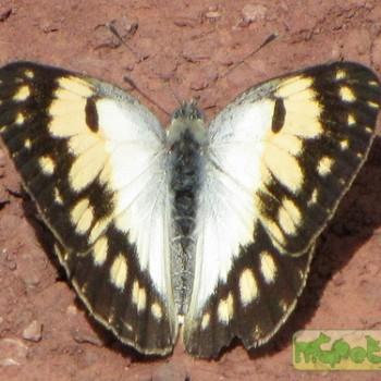 colotis vesta