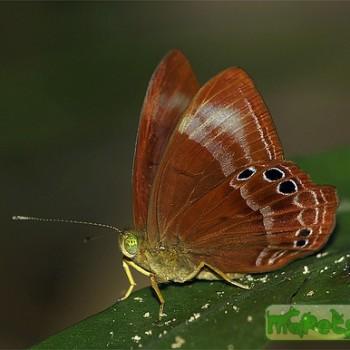 Abisara geza