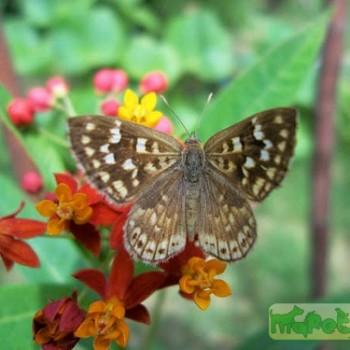 Aricoris indistincta