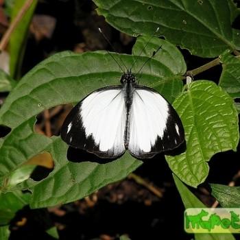 Pieriballia viardi