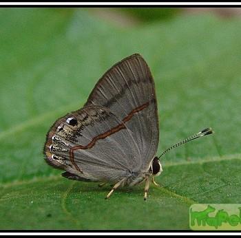 Euselasia athena