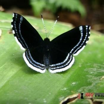 Detritivora matic