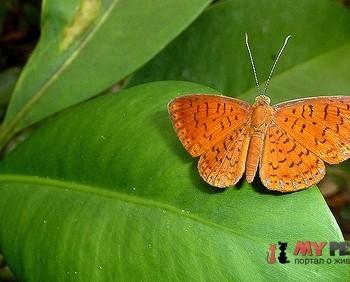 Metacharis ptolomaeus