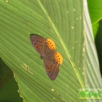 Eurybia juturna