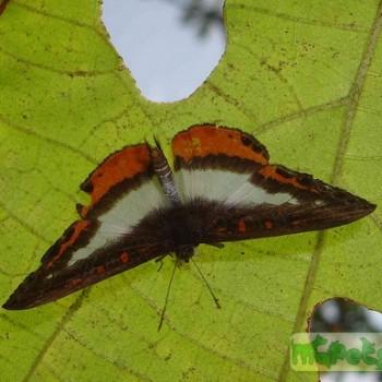 Nymphidium balbinus