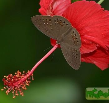 Eurybia elvina