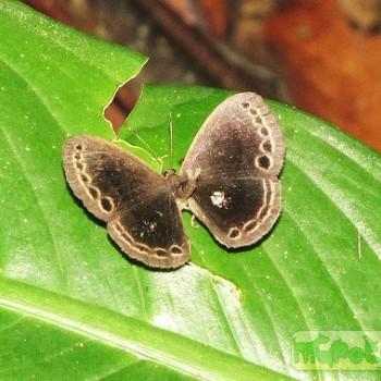 Eunogyra satyrus
