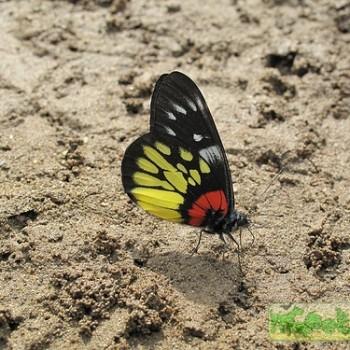 Delias pasithoe