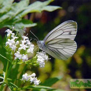 Pieris melete
