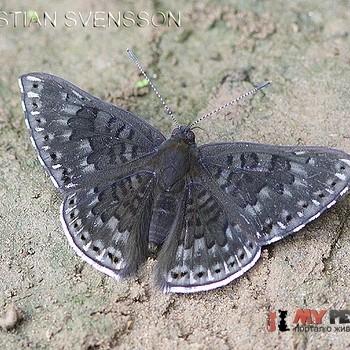 Exoplisia cadmeis