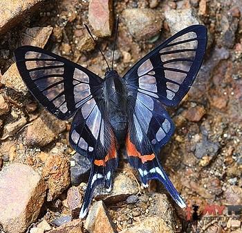Chorinea sylphina
