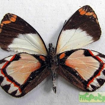 Delias luctuosa