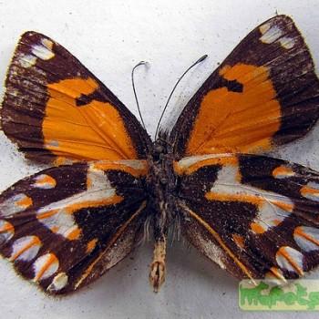 Delias eichhorni