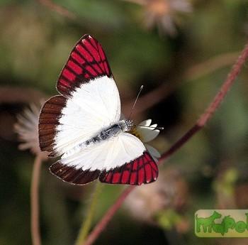 colotis celimene