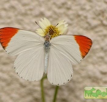 colotis antevippe