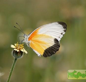 Mylothris chloris