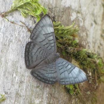 Emesis castigata