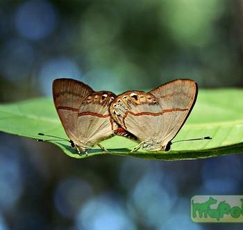 Euselasia hygenius