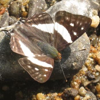Dodona henrici
