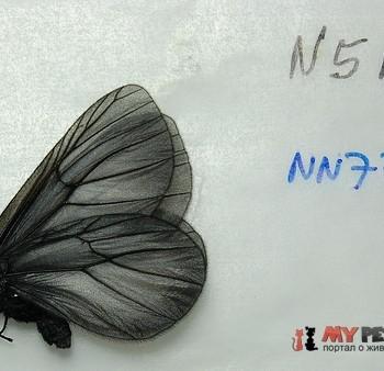 Styx infernalis
